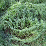 square_vessels_img_10